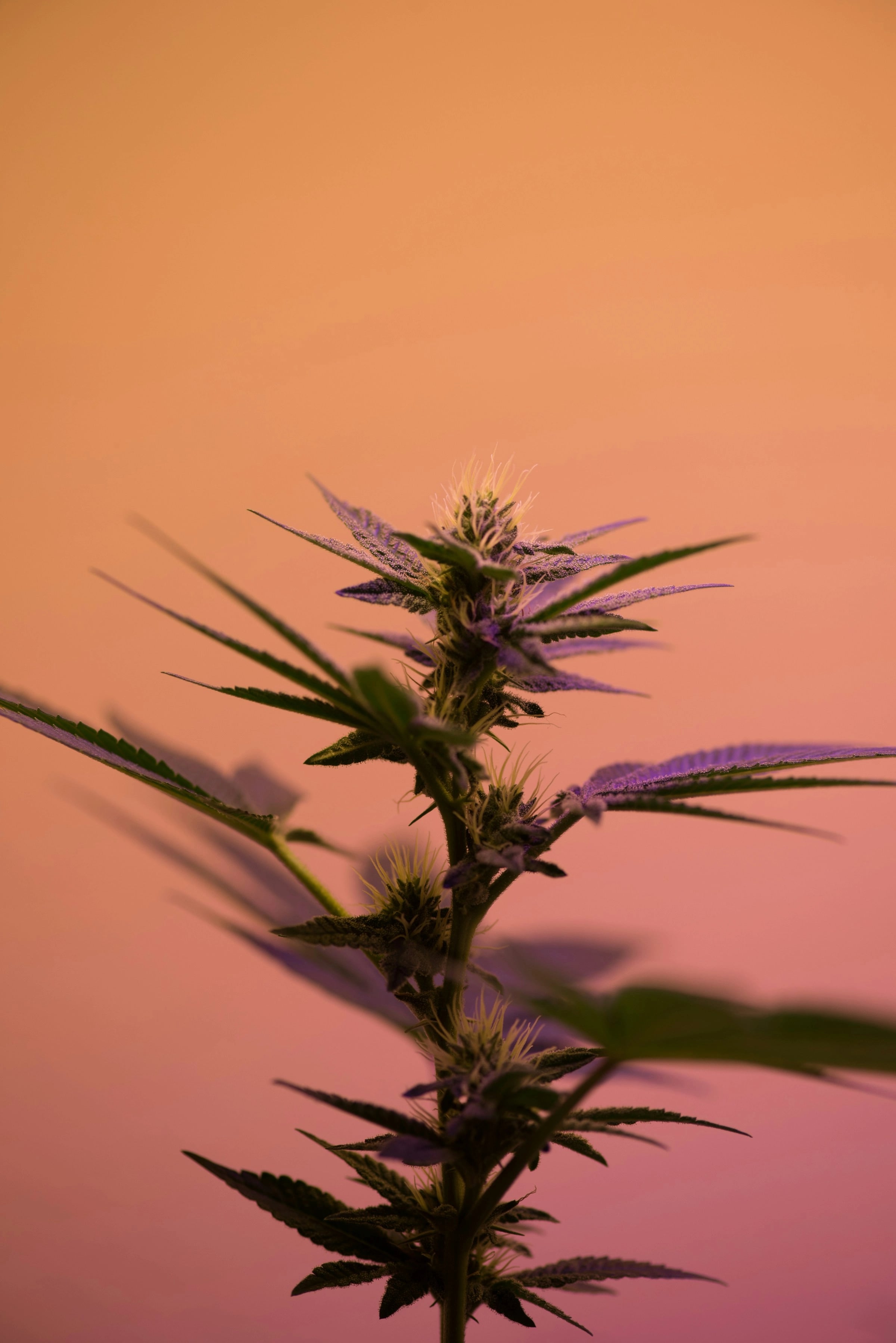 CBD & Cannabis